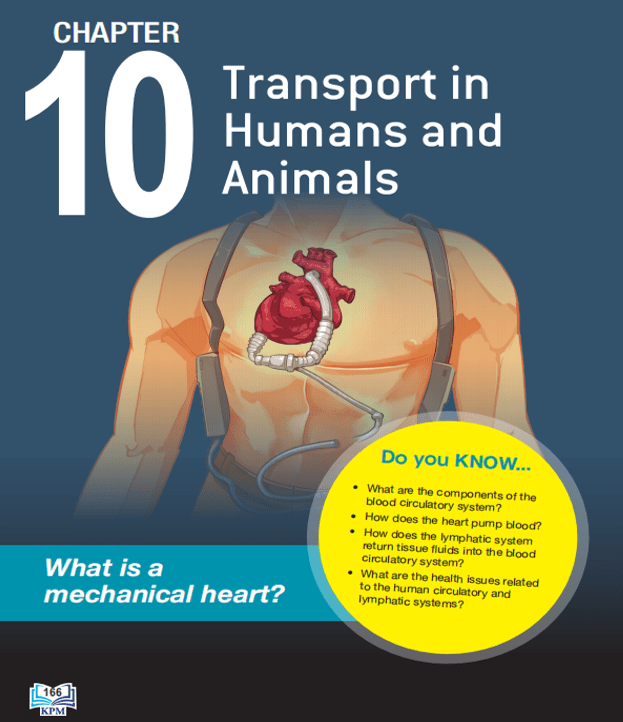 1. Chapter 10 Transport in Humans & Animals