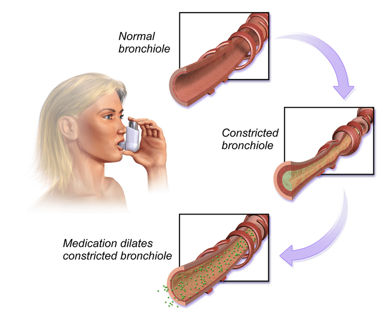 Beta Adrenergic Agonists Routes of Administration