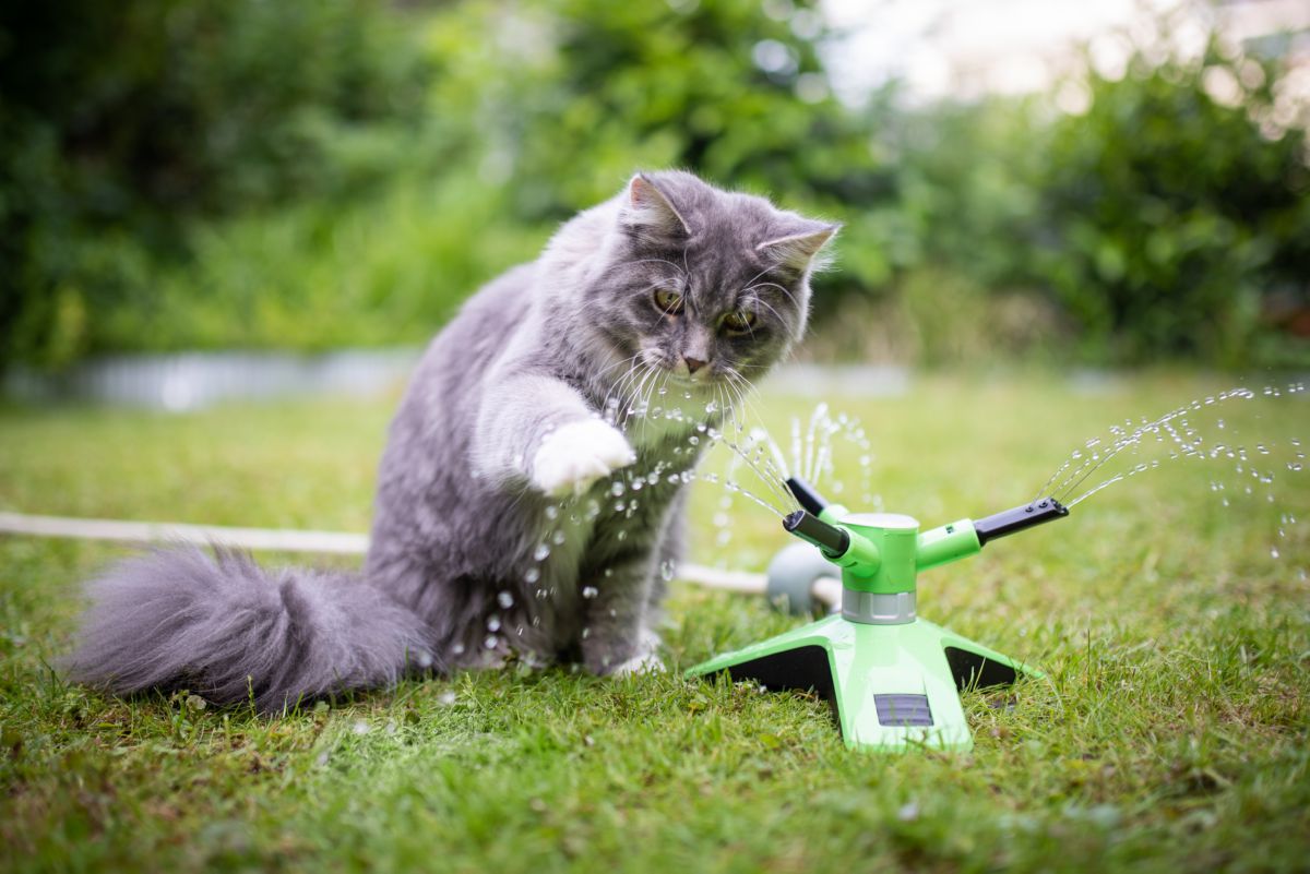 18 Cat breeds that (kinda) like water Onlinecatworld