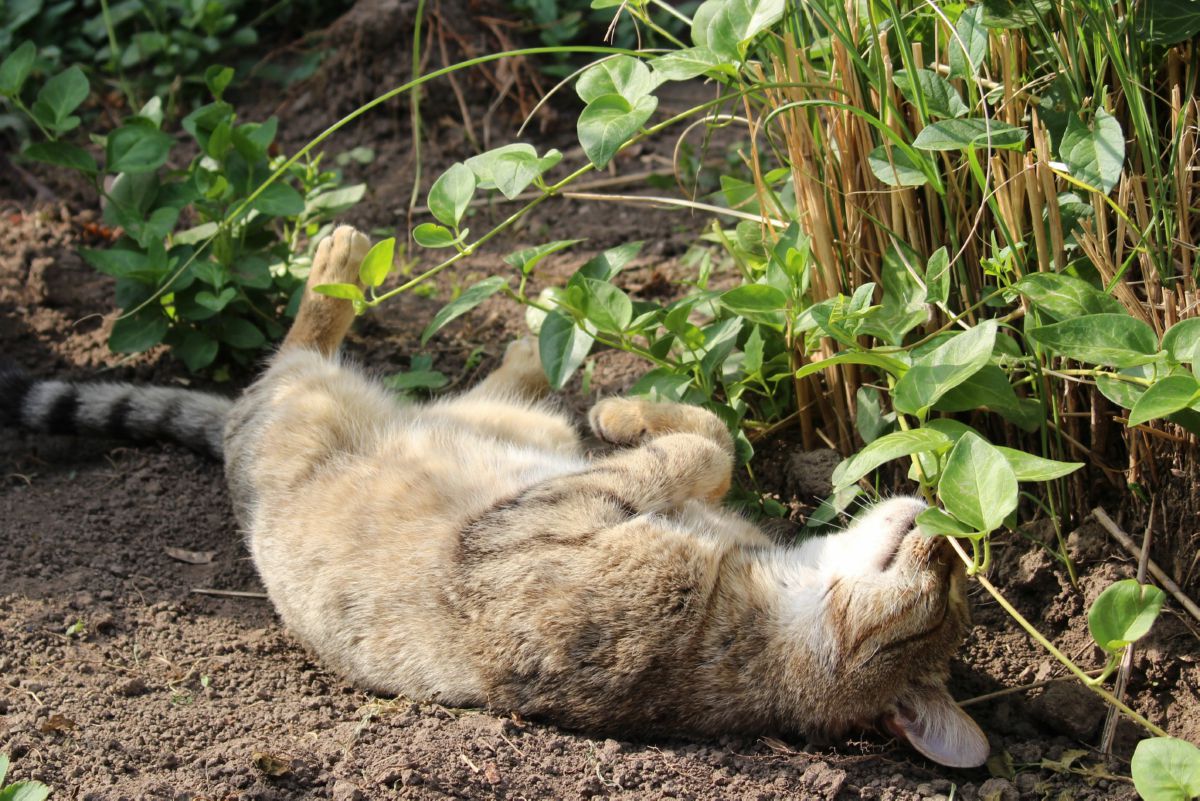 7 most common reasons cats roll in dirt Onlinecatworld