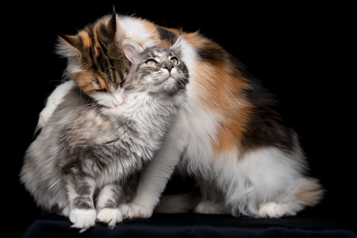 Why do cats bite each other's neck? Onlinecatworld