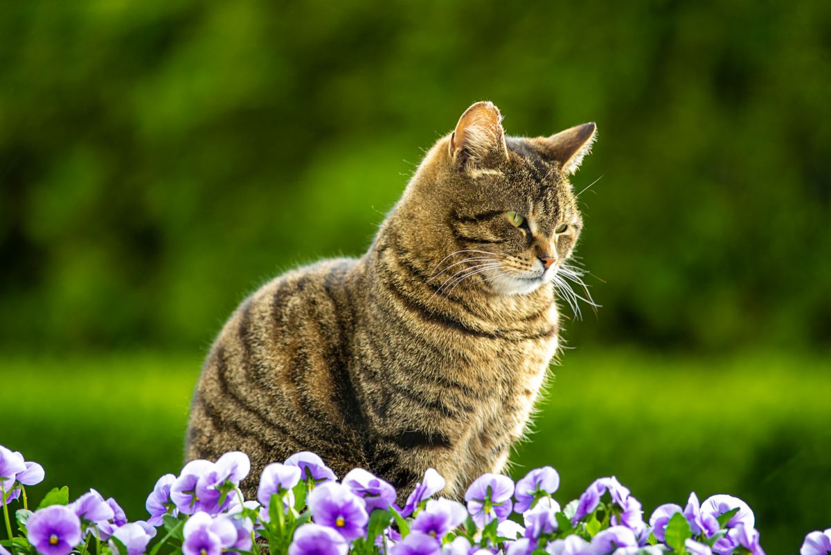 How do you keep cats away from plants? Onlinecatworld