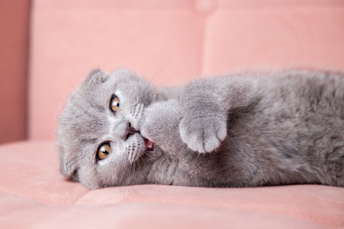 List of all gray cat breeds in the world! Onlinecatworld