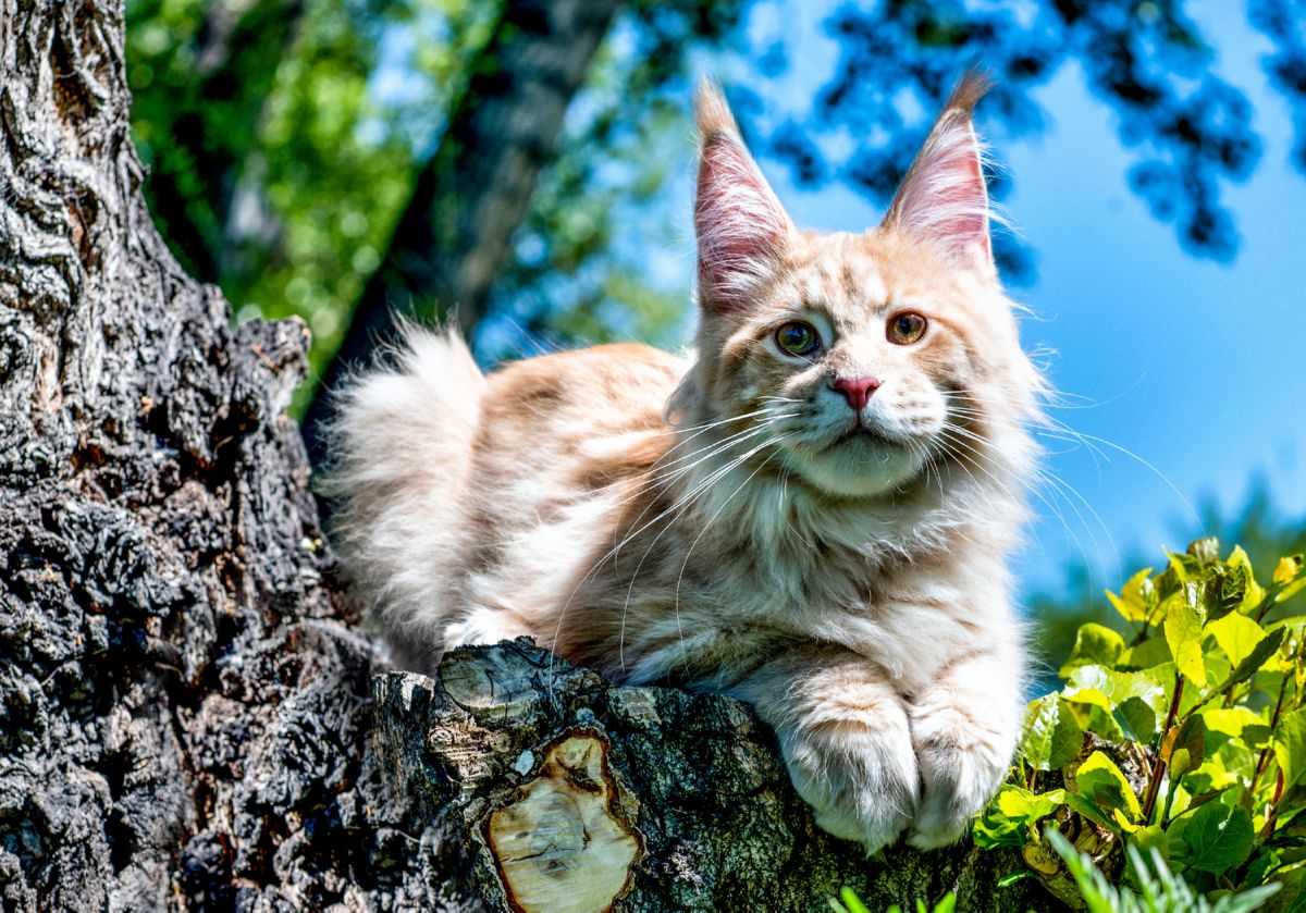 The Maine Coon a friendly and intelligent cat Onlinecatworld