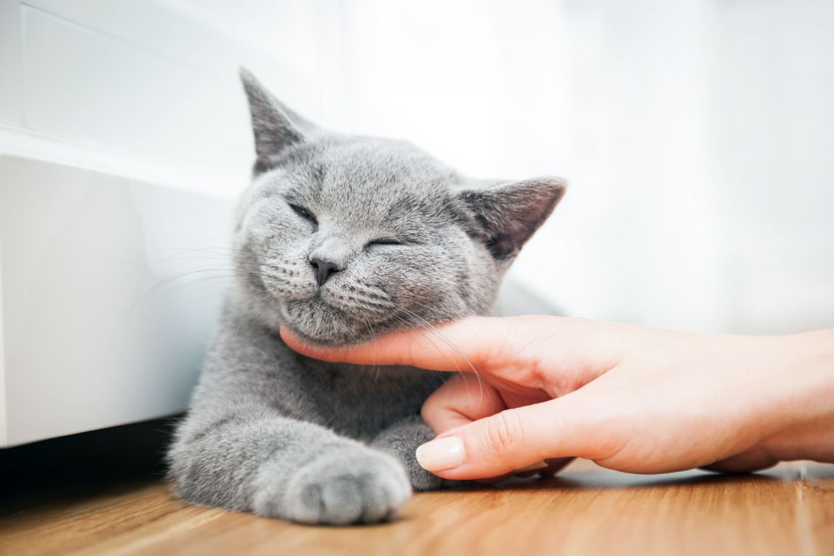 Why are cats so soft? Onlinecatworld