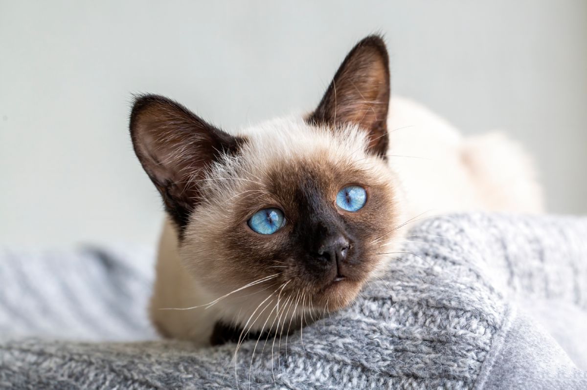 How much does a siamese cat cost? Onlinecatworld