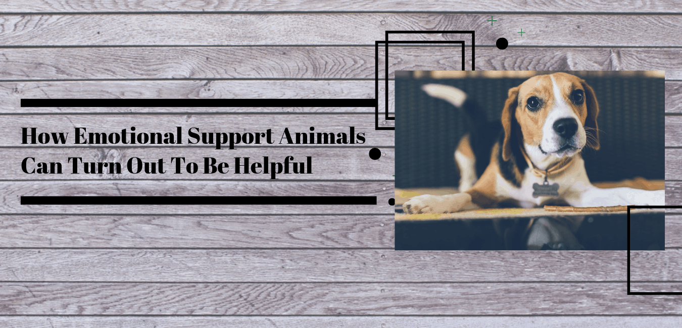 How Emotional Support Animals Can Turn Out To Be Helpful