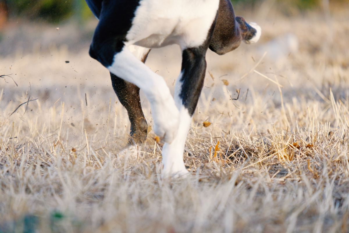Why do dogs kick their legs after they poop? Onlinedogworld