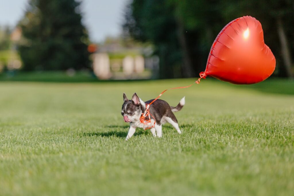 Why is my dog scared of balloons? (5 possible reasons) Onlinedogworld