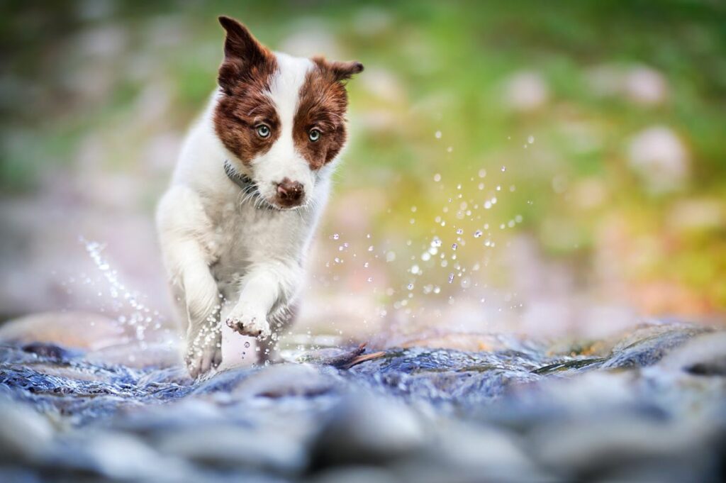 Why is my dog scared of water? (and how to solve it) Onlinedogworld