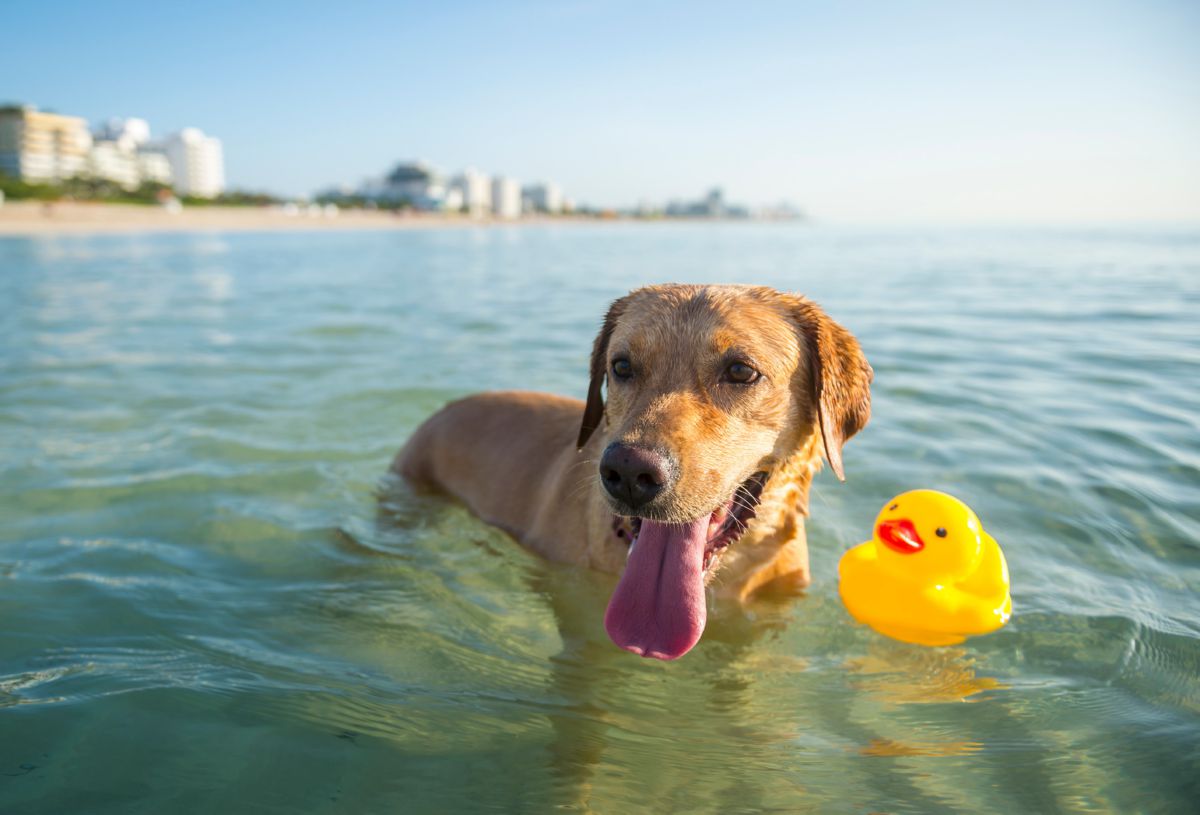 Why is my dog scared of water? (and how to solve it) Onlinedogworld