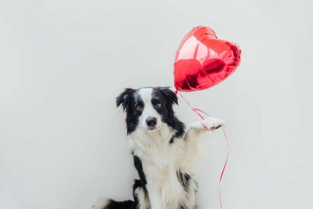 Why is my dog scared of balloons? (5 possible reasons) Onlinedogworld