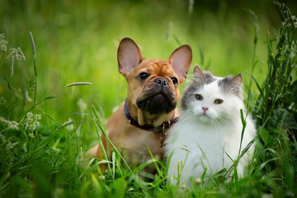 12 Best dog breeds that are good with cats Onlinedogworld