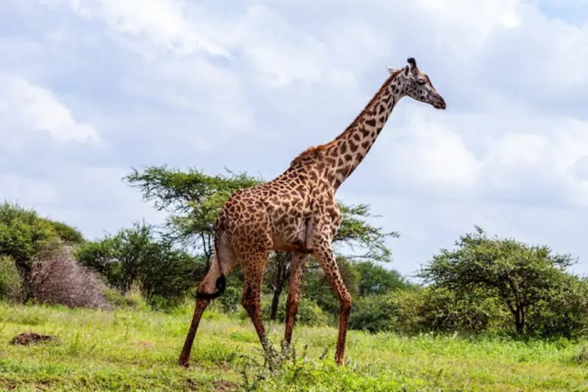 30 Giraffe Trivia Quiz Questions & Answers OnlineExamMaker Blog
