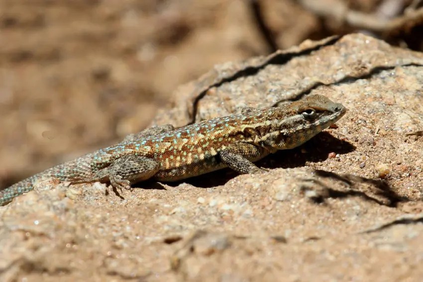 30 Reptiles and Amphibians Quiz Questions & Answers OnlineExamMaker Blog