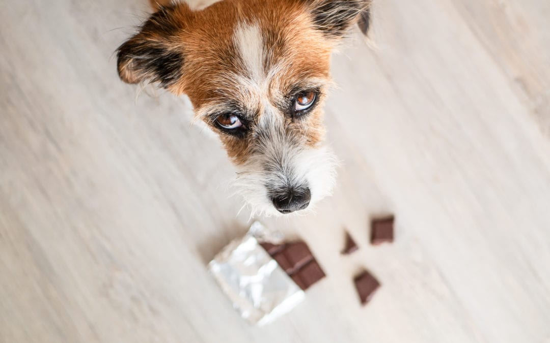 What to do if your dog eats chocolate, first aid for chocolate poisoning