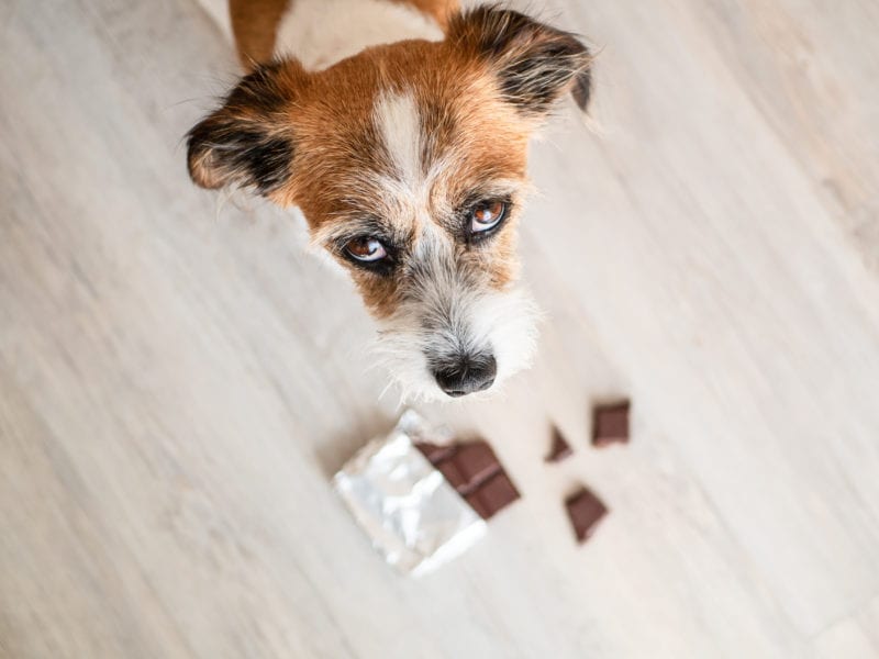 What to do if your dog eats chocolate, first aid for chocolate poisoning