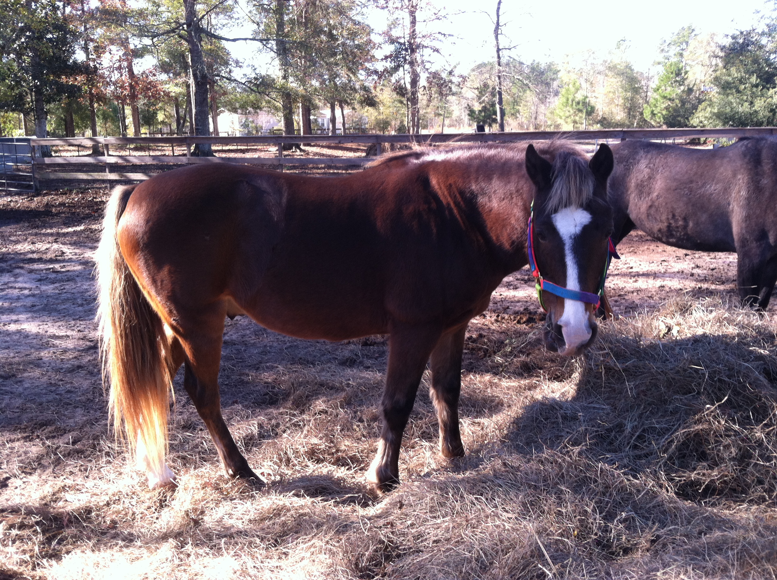 Anderson County Tx Horse Sale at Dennis Kagan blog