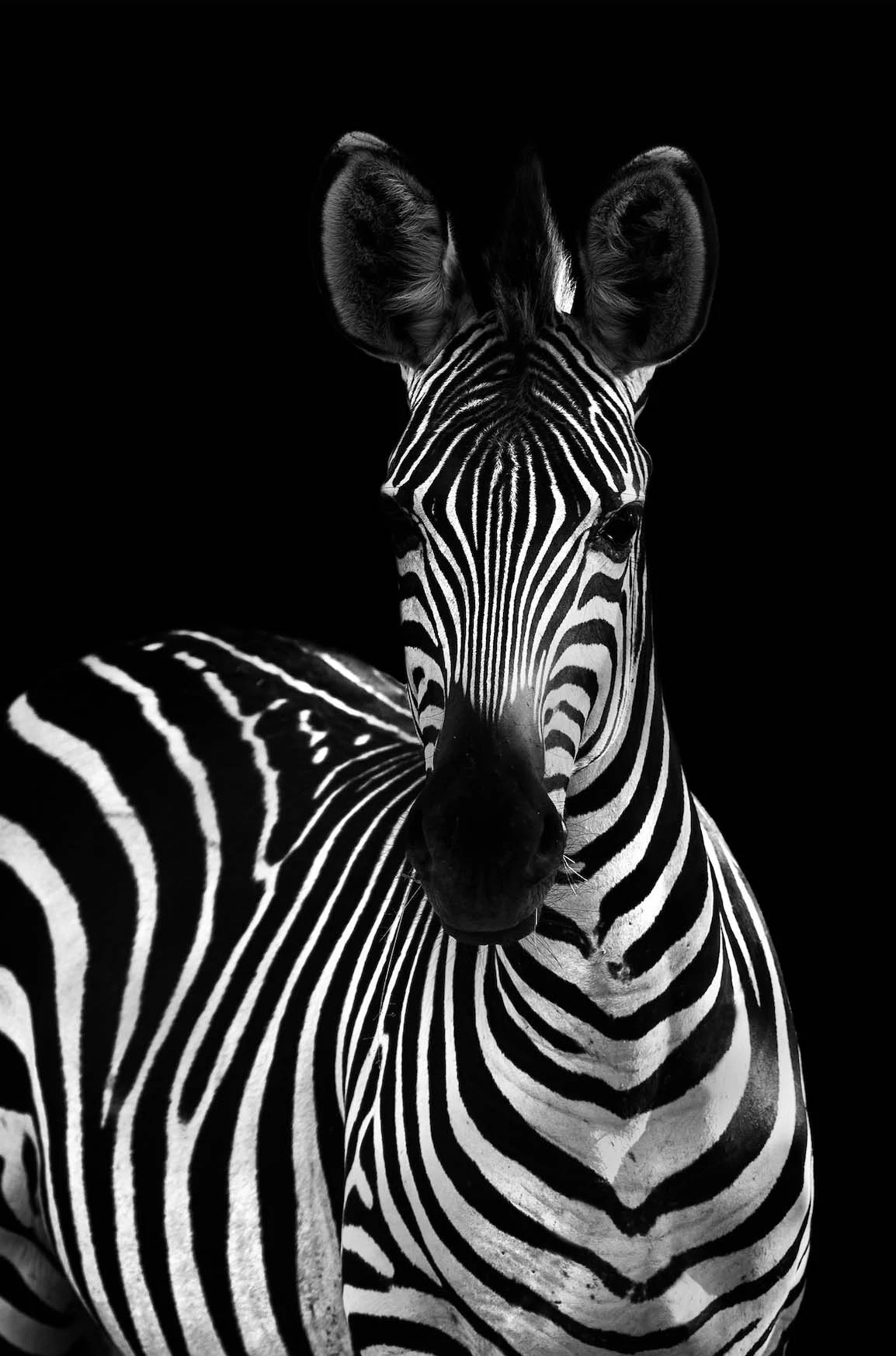 Zwart Wit Wonen: Zebra Poster L Online Poster Kopen
