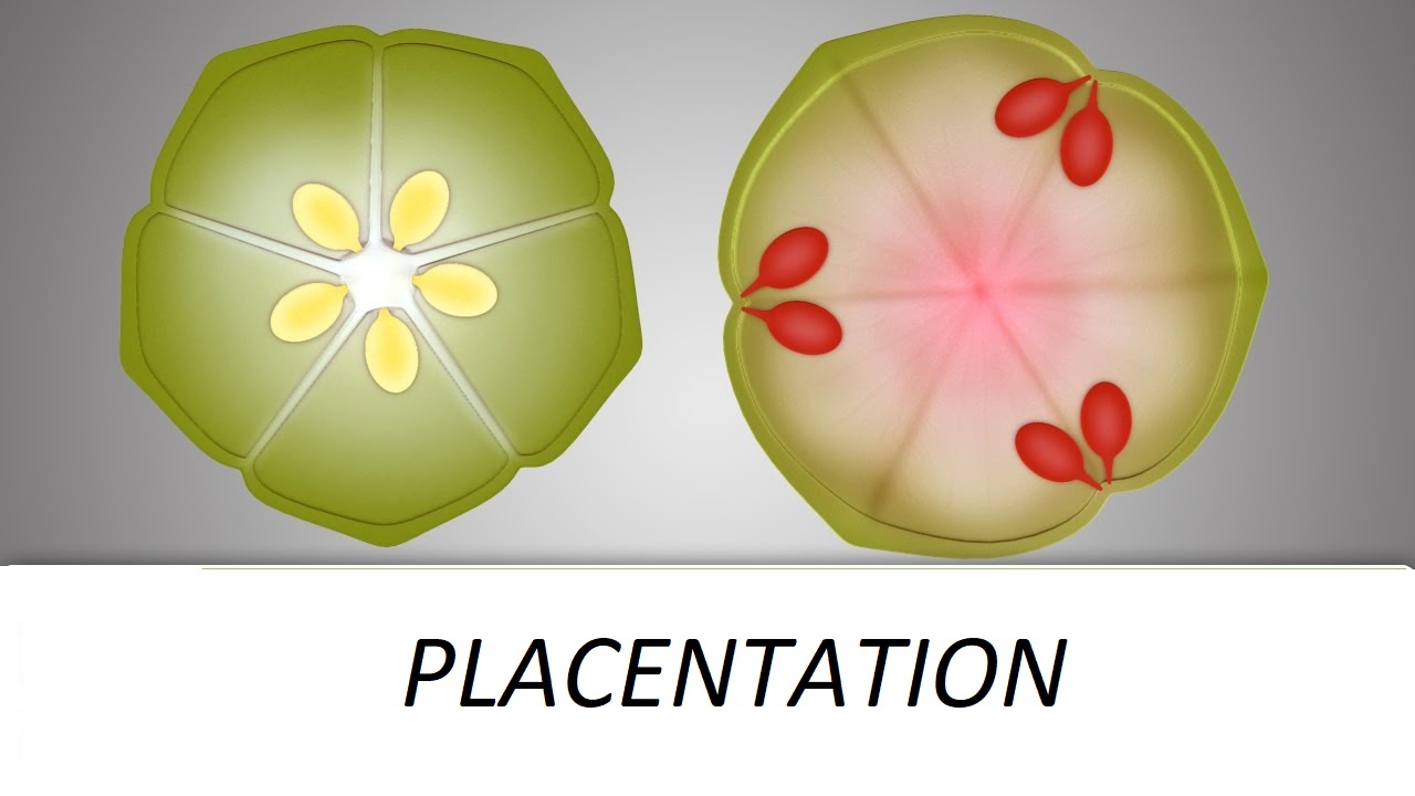Placentation and its types in angiosperms Online Science Notes