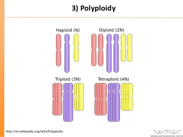 Polyploidy Causes, Types and Significance Online Science Notes
