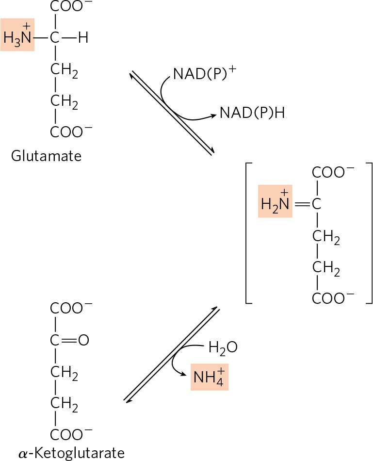 Transdeamination (Metabolism of amino acids) and transport of ammonia