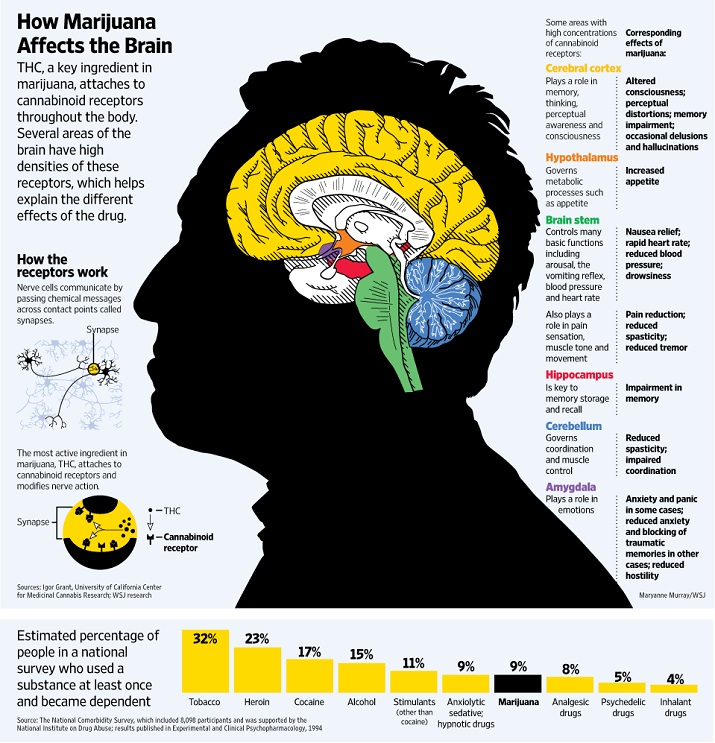 How Marijuana Affects the Brain