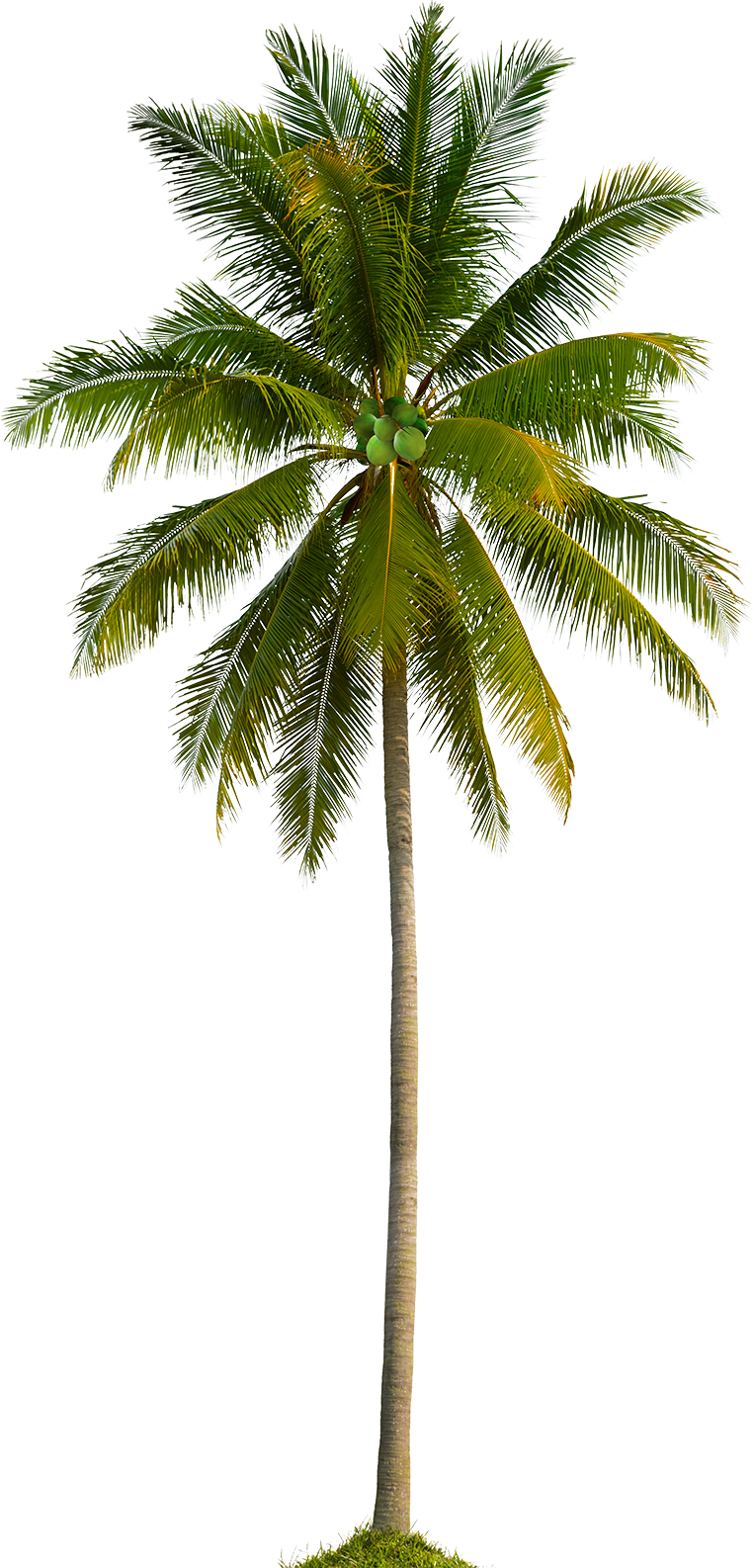 Coconut Oil Tracing the History and Cultural Significance of the