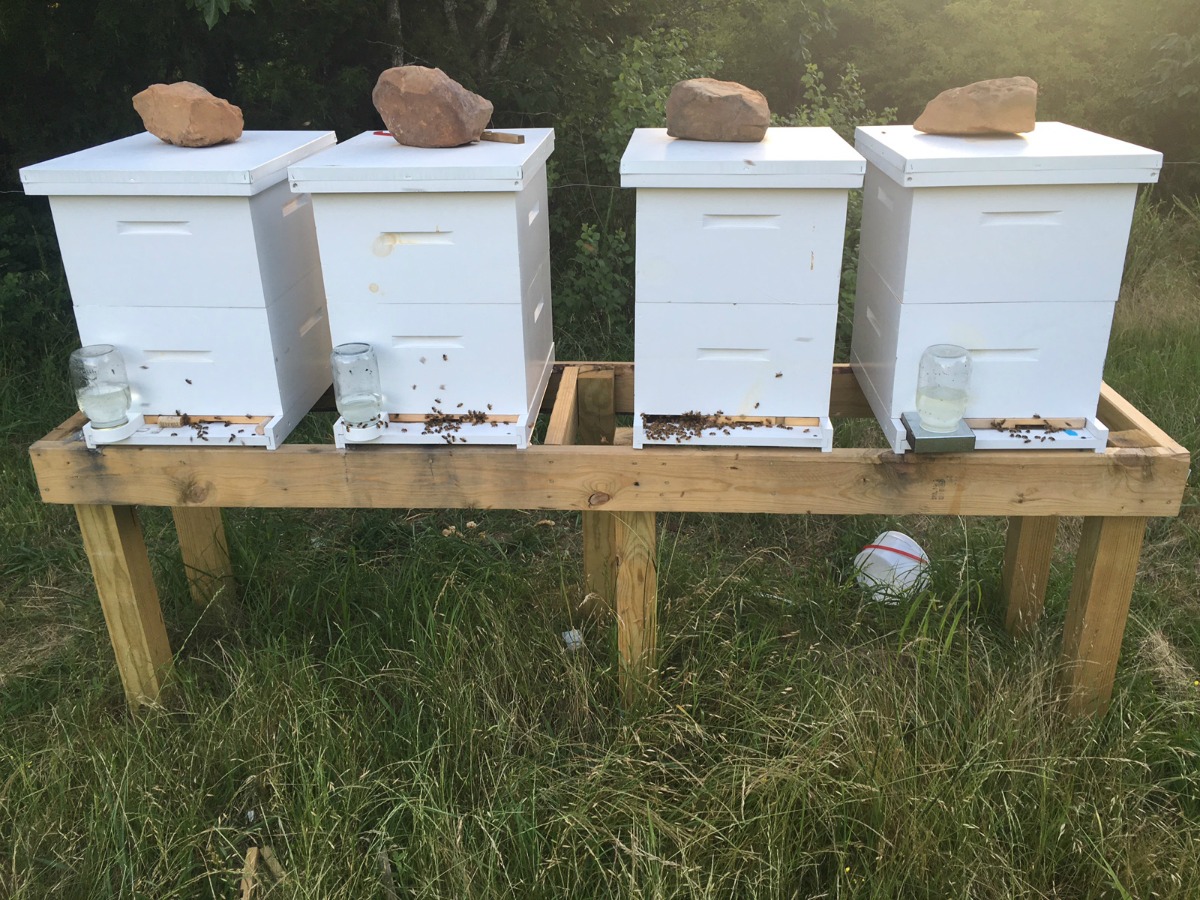 The Buzz About Beekeeping in Arkansas Only In Arkansas