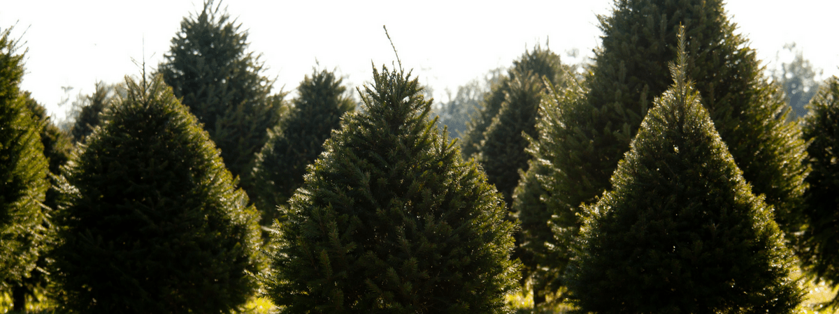 Arkansas Christmas Tree Farms Only In Arkansas
