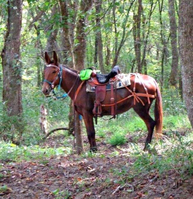 Mules Can Jump! All About Arkansas Mules Only In Arkansas