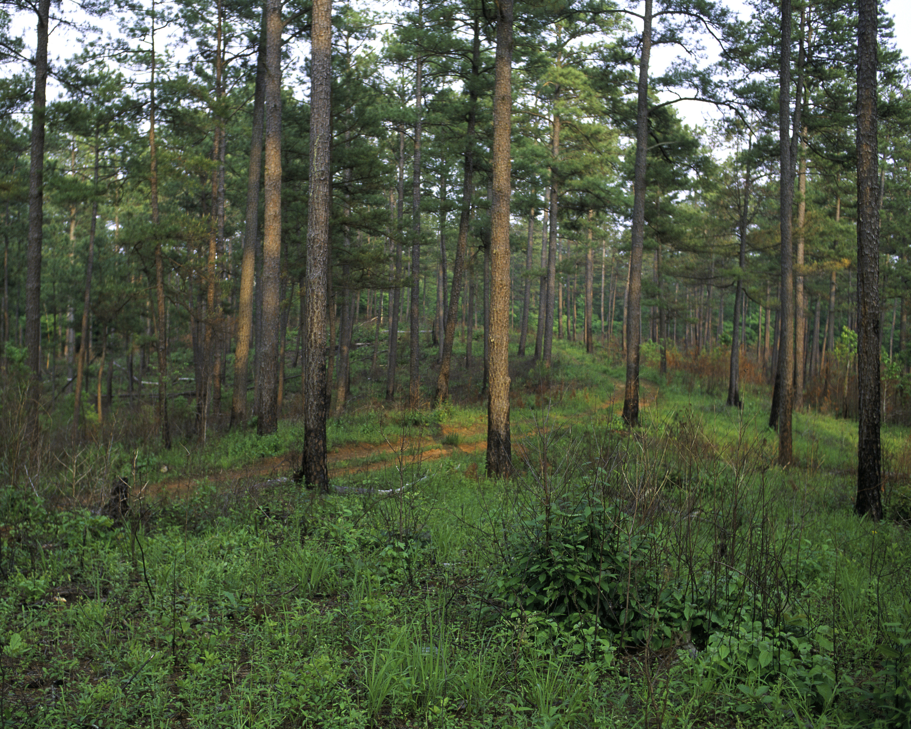 Arkansas State Symbols Pine Tree Only In Arkansas