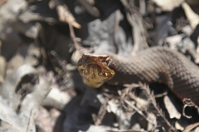 SSSSnakes in Arkansas Only In Arkansas