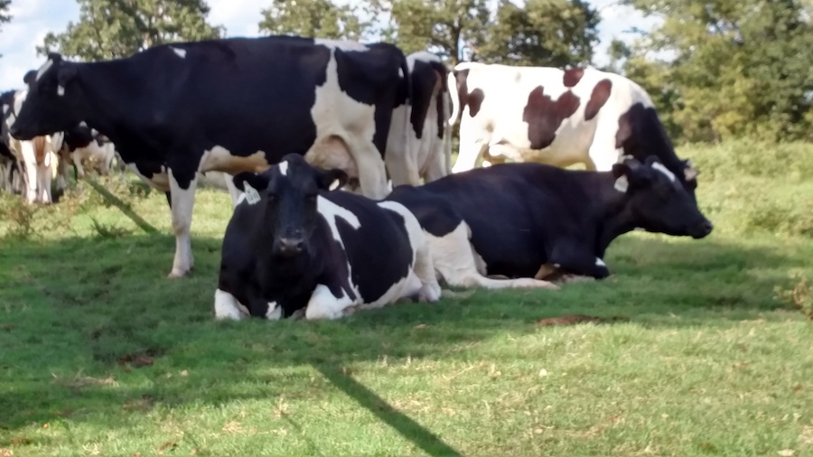 Arkansas's Dairy Industry Only In Arkansas