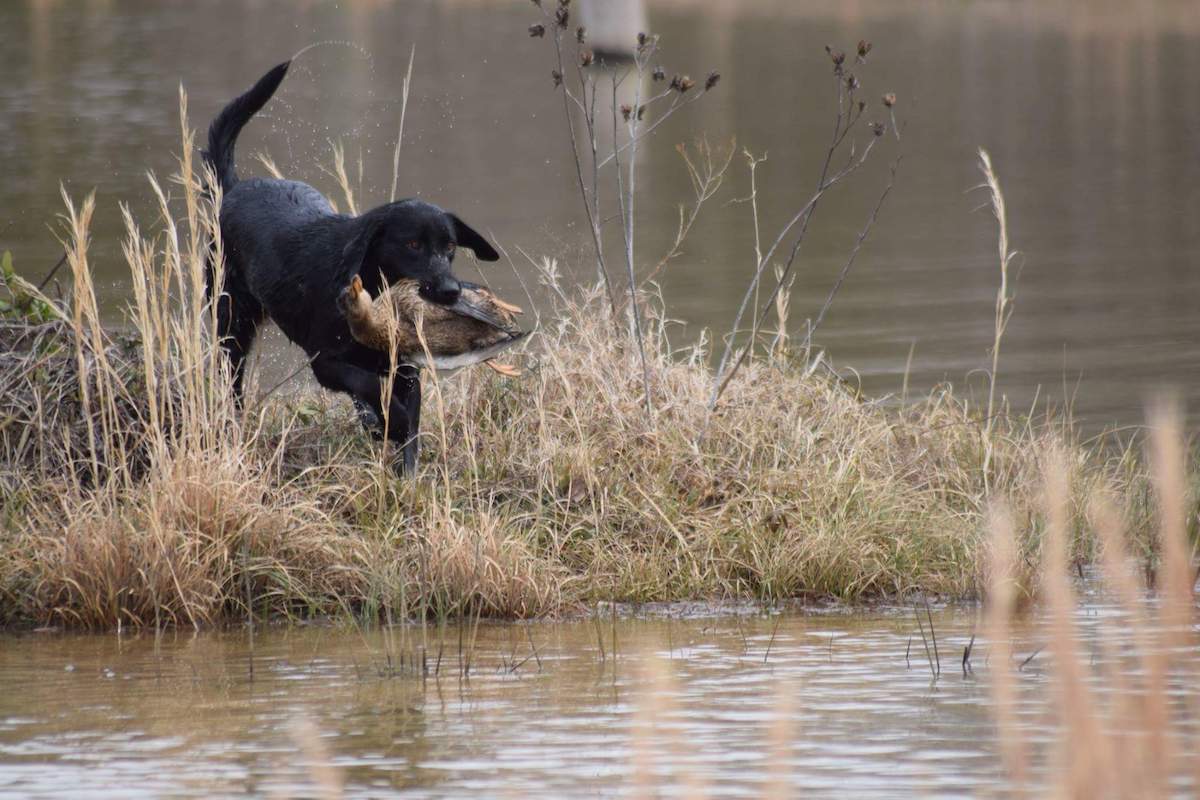 Dog Training in Arkansas Backwater Cypress Retrievers Only In Arkansas