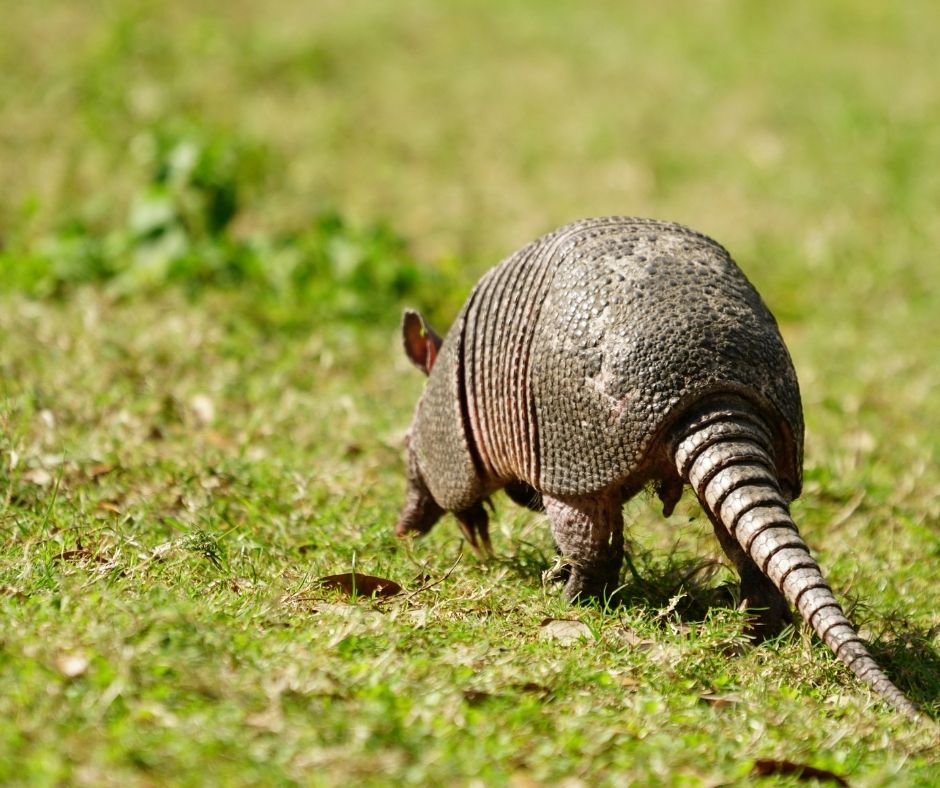 Armadillos in Arkansas Only In Arkansas