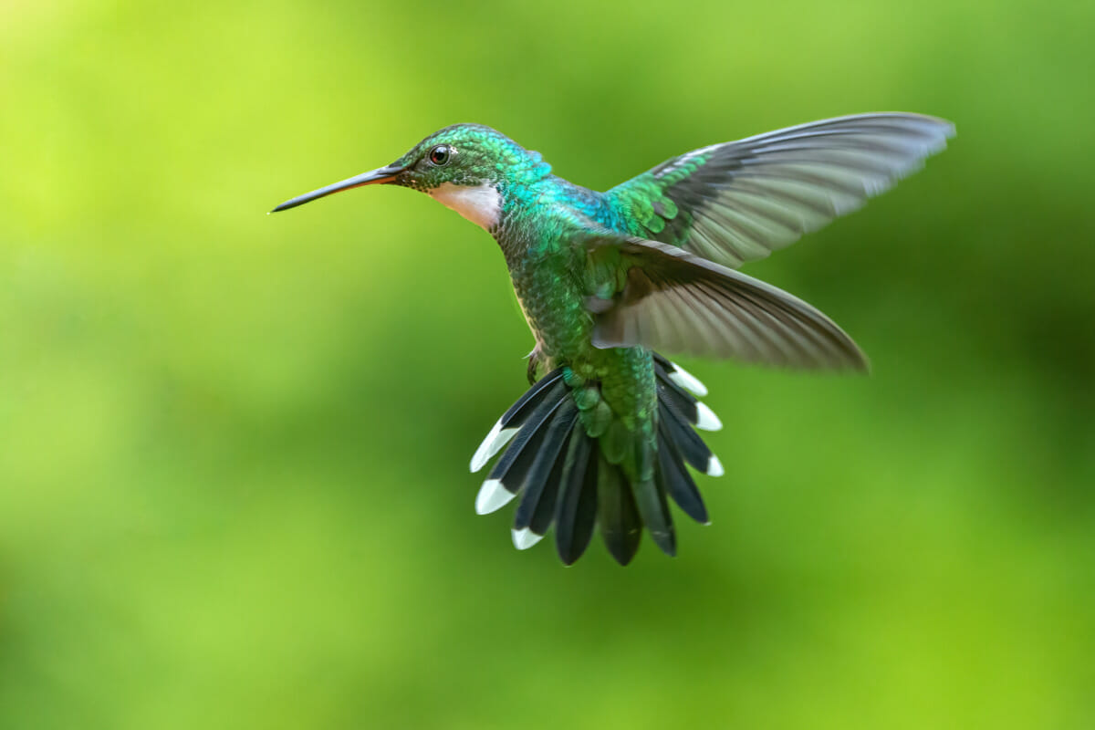 Hummingbirds in Arkansas Only In Arkansas