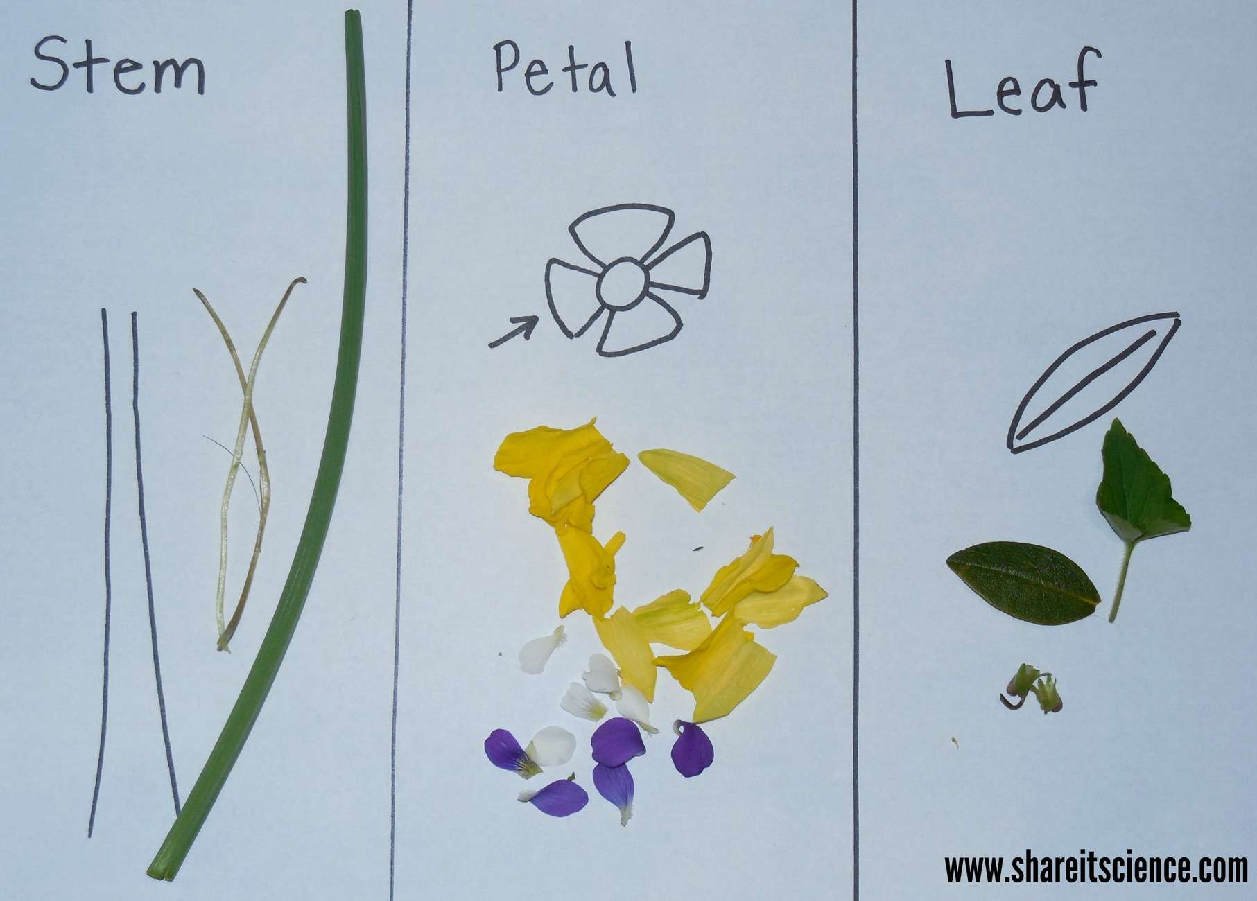 Exploring Flowers! Activities from Preschool to High School Only