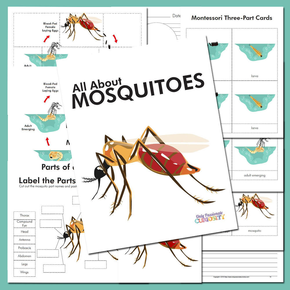 All About MosquitoesLife Cycle Unit Study Only Passionate Curiosity