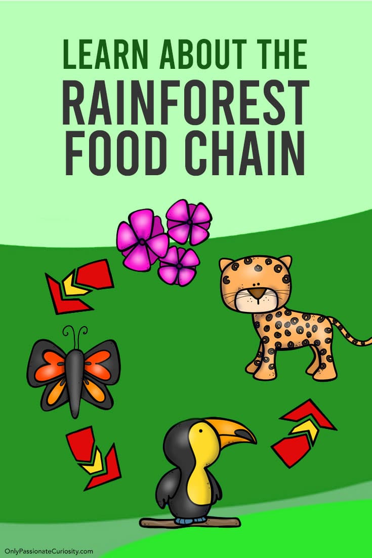 Learn About the Rainforest Food Chain Only Passionate Curiosity