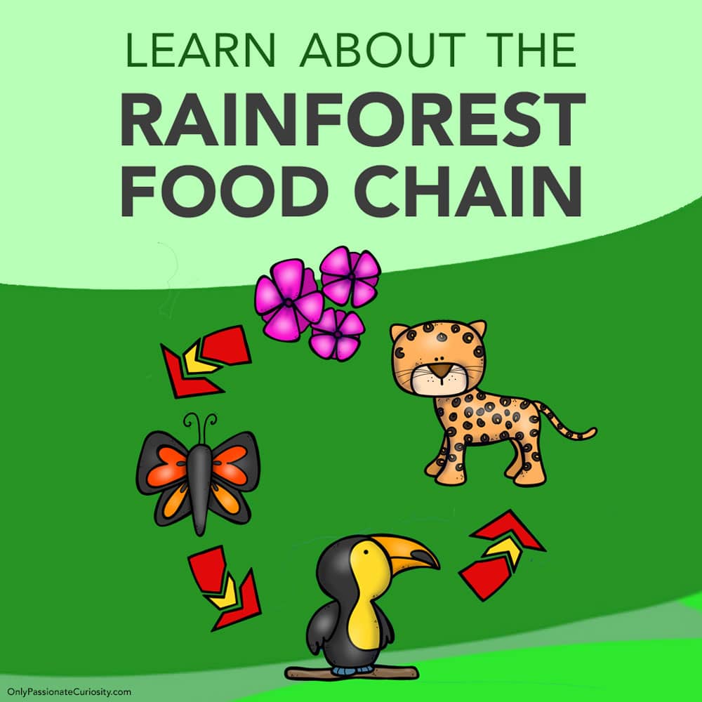 OPCLearnAbouttheRainforestFoodChainIG Only Passionate Curiosity