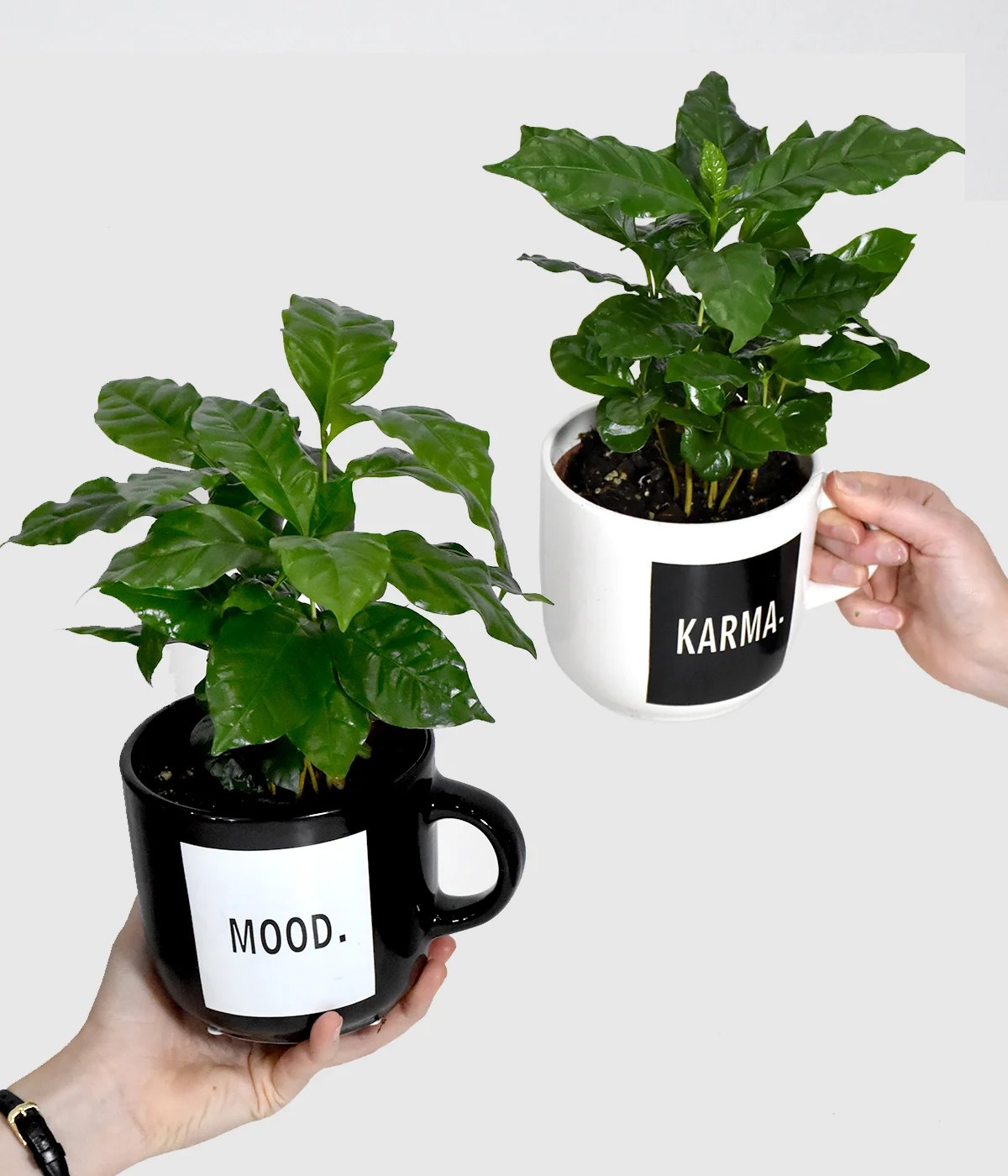 Kava arabica v lončku (M) Onlyplants