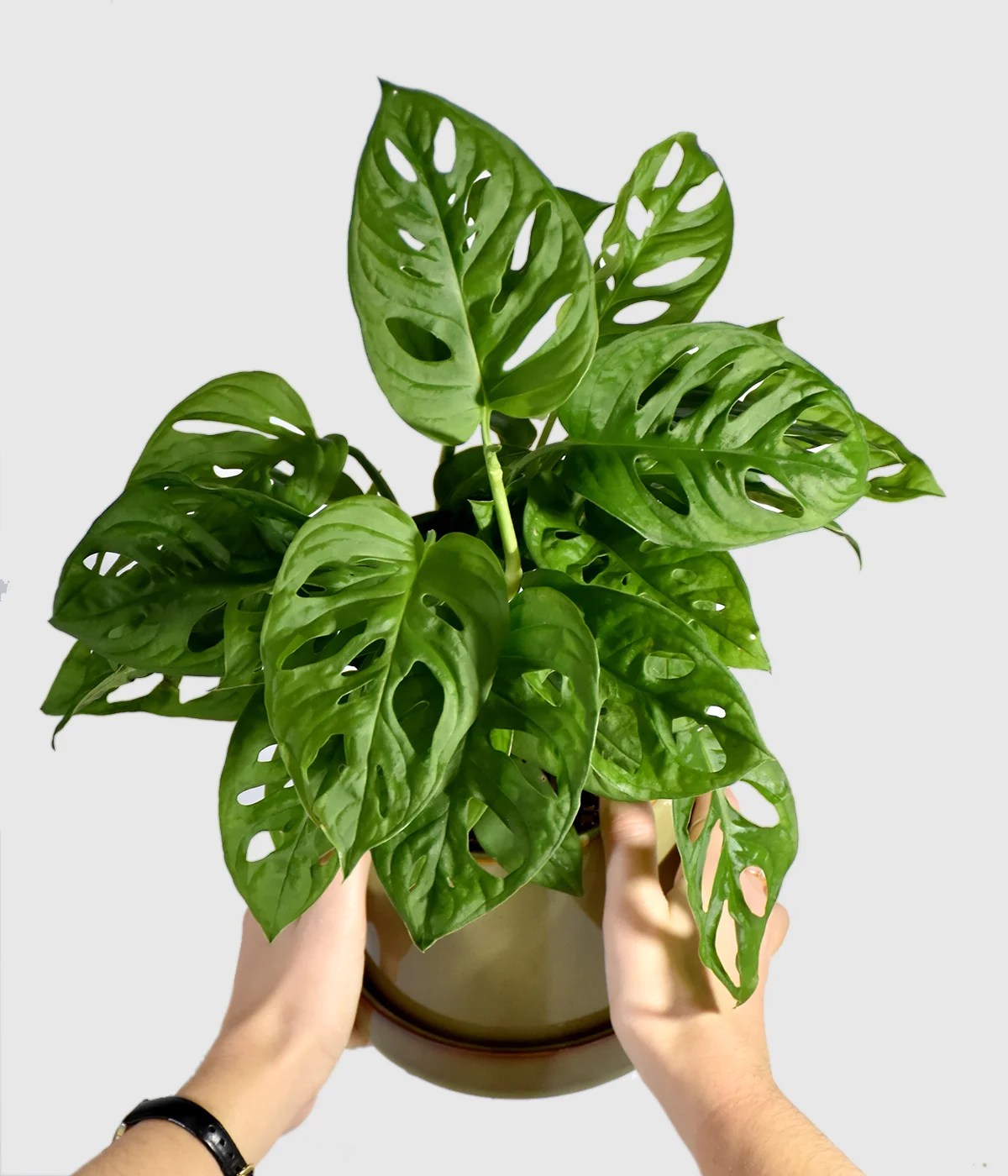 Monstera Adansonii (Monkey Leaf) (M) Onlyplants
