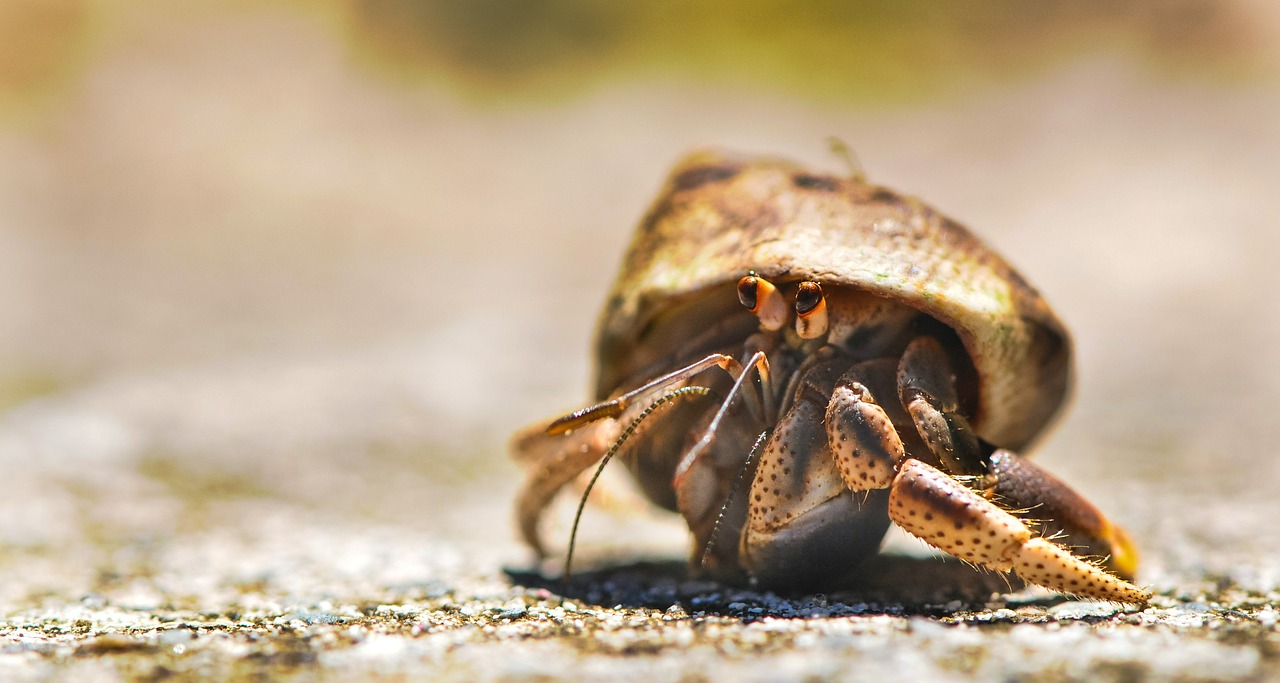 Are Hermit Crabs Nocturnal? (All You Must Know About This)