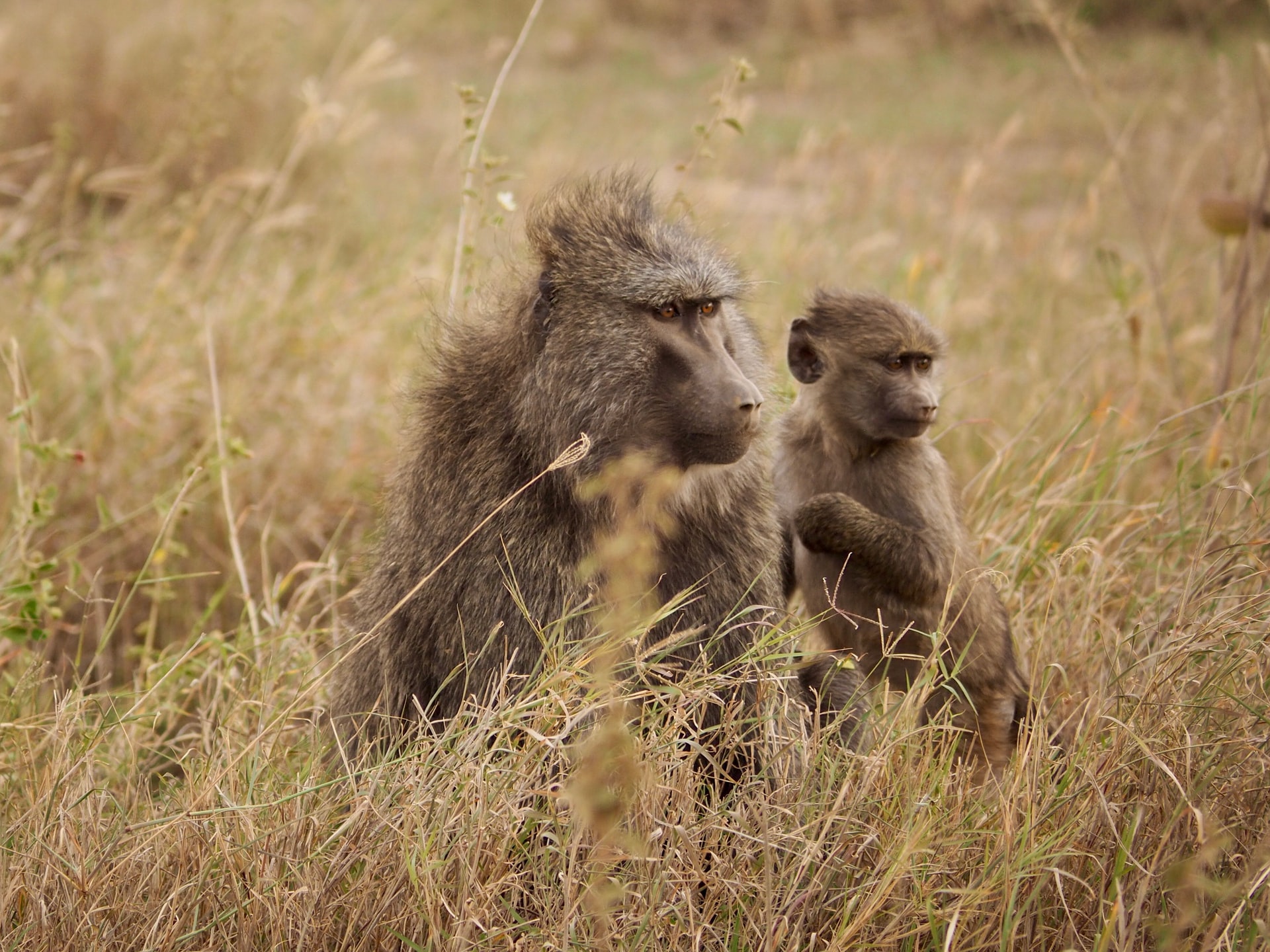 Why do Baboons steal Lion cubs? Do Baboons raise Lion cubs?