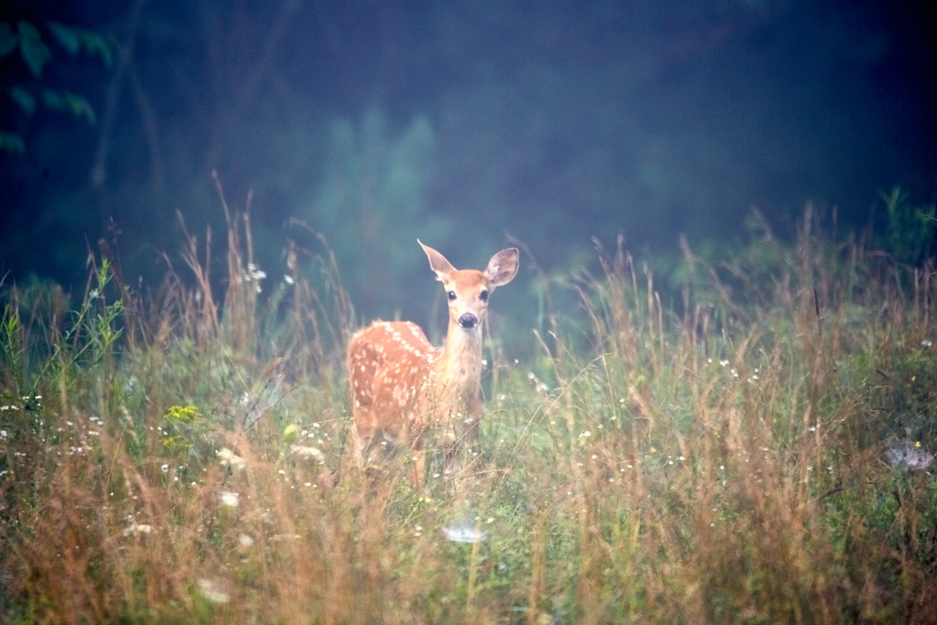 Do deer live in the rainforest? How do they survive?
