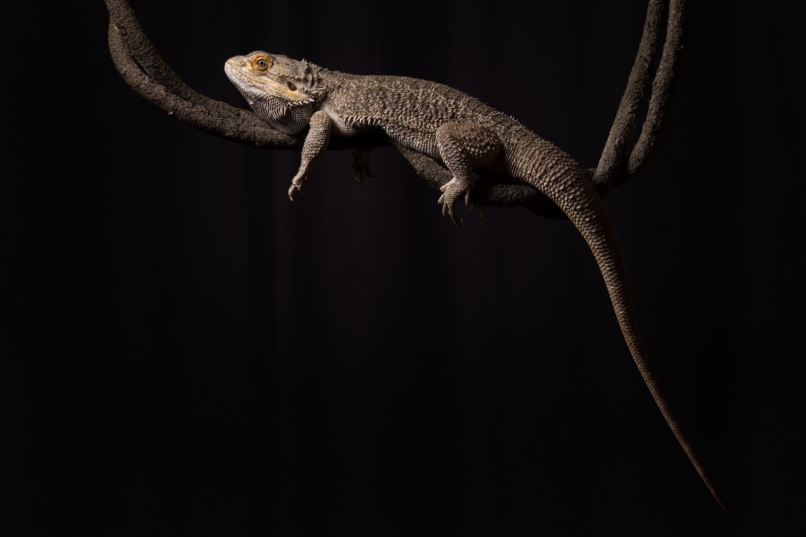 Does Lizard walk or crawl? Let's Know (ONLY ZOOLOGY)