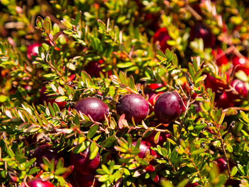 Cranberries Wisconsin's contribution to the Thanksgiving table
