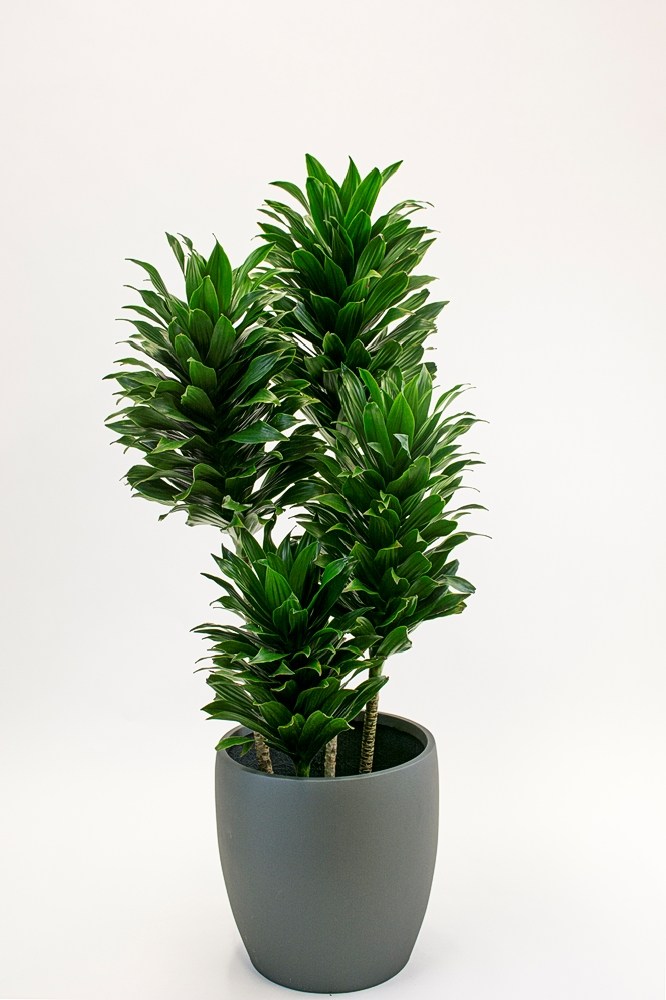 COMING SOON Craig Compacta 5 foot tall fits our 10 inch pot