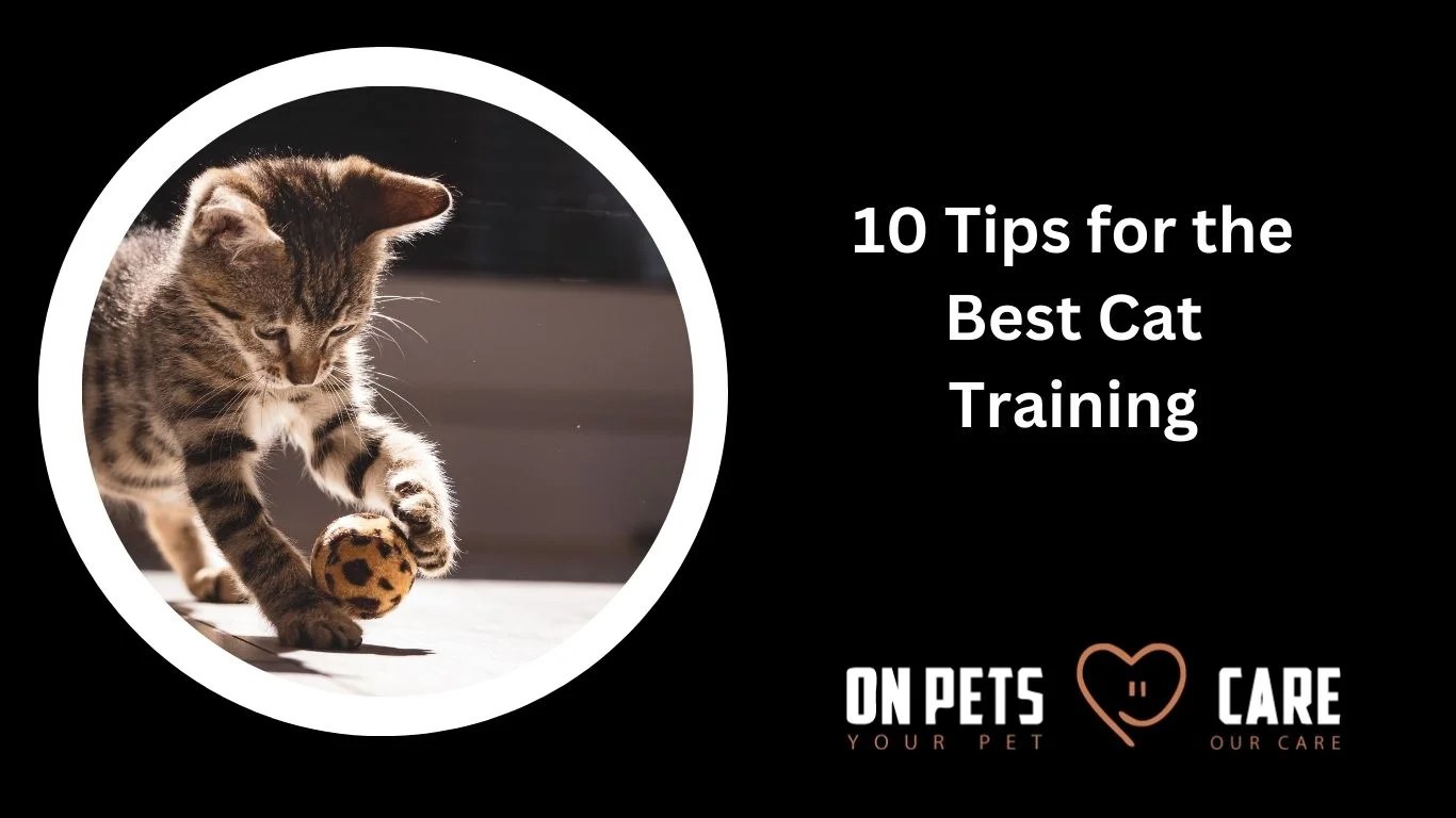10 Tips For Cat Training Your Kitty Can Really Learn